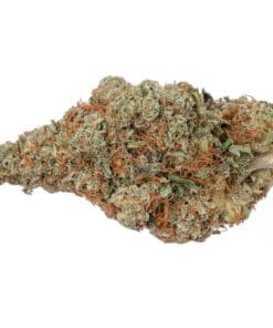 Highly Dutch - Rotterdam Indica