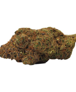 BOLD -  Orange Crush Dried Flower