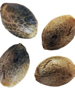 Weathered Islands - Seeds