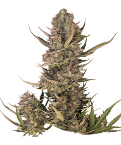 34 Street Seed Co. - Seeds